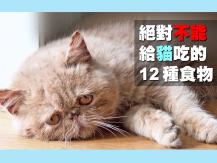 Food dangerous for cats 這 12 種食物絕對不能餵貓吃！