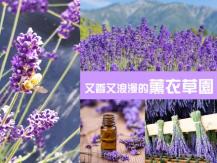 BC Lavender Farms 大溫周邊薰衣草園 去看藍天白雲下的紫色海洋！