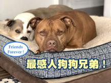 Dog buddies 最感人狗狗兄弟！狗哥哥生病 狗弟弟拖來小床伺候