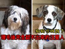 Pet groomng 髮型好重要！理毛後完全認不出來的狗狗