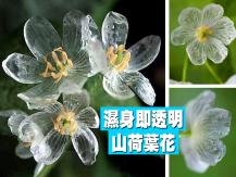 Transparent flower？濕身即變透明 - 山荷葉花