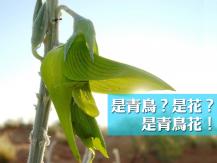Green birdflower  大自然的鬼斧神工 神奇蜂鳥花！