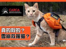 Rescue cat team 貓貓參與雪崩救援紀錄片 結局超反轉！