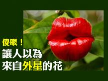 Weird flowers 傻眼！讓人以為來自外星的花