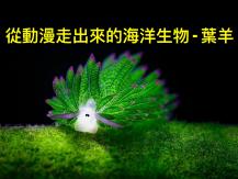 Leaf Sheep 海洋「綠色小羊」竟會光合作用