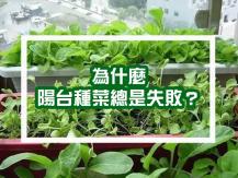 Vegetable gardening mistakes 家庭種菜新手常犯的錯誤