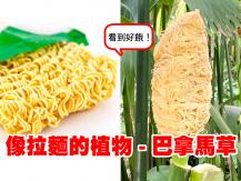 Ramen plant? 中美洲罕見「拉麵植物」令人垂涎三尺
