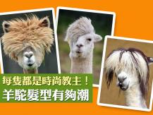 Alpaca 每隻都是時尚教主！羊駝髮型有夠潮