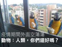 Animals 疫情期間外面空蕩蕩　動物：「人類，你們還好嗎？」