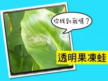 See-thru frog？葉子上看到果凍？原來是透明果凍蛙