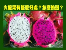 Pitaya 火龍果好處和挑選技巧