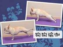 Dog yoga 狗狗做瑜伽