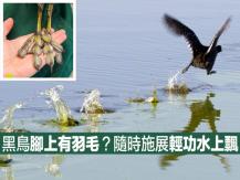 Coot 奇特黑鳥能隨時施展輕功水上飄