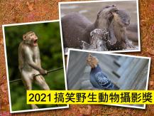 Animals 2021 搞笑野生動物攝影獎頒獎！ 