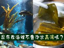 Kombu 昆布在海裡「不會泡出高湯」嗎？
