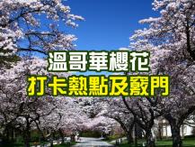 Cherry Blossom Festival 溫哥華櫻花最佳觀賞期及地點 （內附溫哥華櫻花節互動地圖）