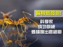 Ants Can Smell Cancer 螞蟻測癌