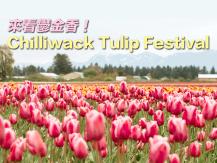 Chilliwack Tulip Festival 看鬱金香的季節開始了！