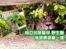 Lion in Kenya 村民驚見草叢有巨獅埋伏 專家武裝到場笑到肚痛