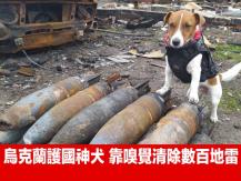 Dog 烏克蘭忠心護國神犬奪康城「金棕櫚狗狗獎」