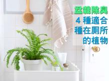 Plant 盆栽可除臭！4 種適合種在厠所的植物