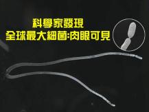World's largest bacteria 史上最大細菌 長達 2 厘米 肉眼可見！