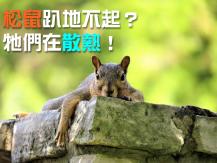 Animals 大量松鼠趴地不起？ 牠們在散熱