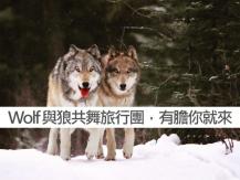 Ｗolf 與狼共舞旅行團 有膽你就來