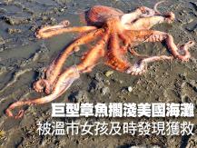 Octopus 巨型章魚擱淺美國海灘 被溫巿女孩及時發現獲救