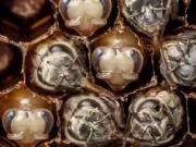 Bee's Birth 蜜蜂 21 天的蛻變 濃縮成 60 秒高清短片