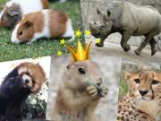 Animal Sound 日本動物管理員嚴選　最可愛動物叫聲排名