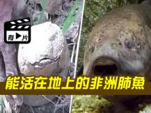 Fish lives out of water 這條魚擁有超強生命力 離水被困泥牆中 4 年仍活著！