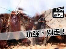 Cockroaches 養蟑螂都可賺大錢 商機處處
