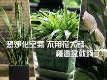 NASA 研究： 種植室內植物 可吸收空氣中 60% 有害氣體