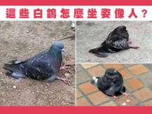 Pigeons 這些白鴿的坐姿很像人 原來是因為 ...