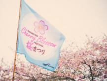 Cherry Blossom Festival 列治文、溫哥華都有櫻花節 賞花要及時！