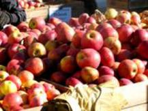 今個週末好去處 - UBC 蘋果節 Apple Festival