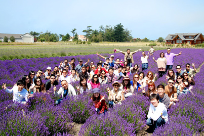 春田花花 Lavender2859