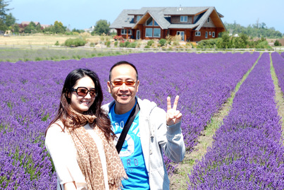 春田花花 Lavender2875