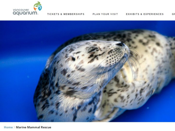 溫哥華水族館今將6獲救海豹放回野外