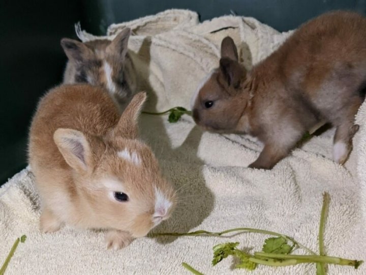 12兔子被遺棄列治文愛護動物中心外