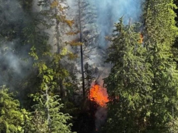 BC生物學家向媒體介紹野火對野生動物的影響