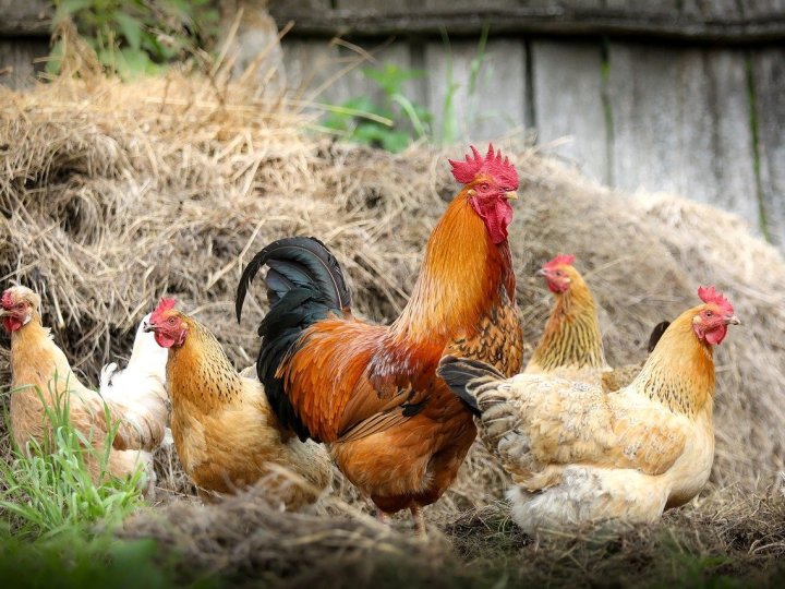 加拿大食物檢查局說Chilliwack 1 個商業家禽養殖場爆發禽流感