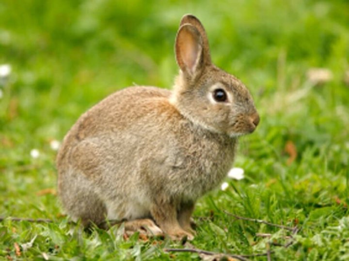 溫哥華公園局稱與野兔接觸會對健康造成威脅
