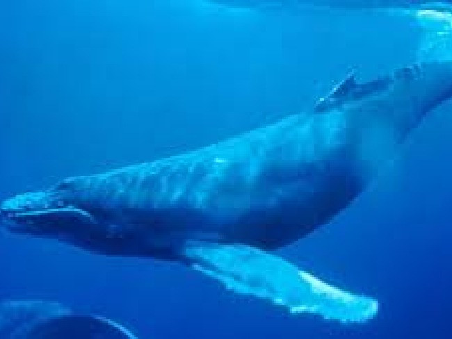 聯邦漁業部說滯留溫哥華島水域的1條小殺人鯨似乎仍然需要倚靠母鯨提供食物