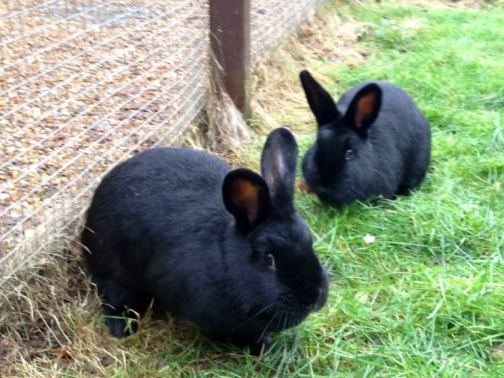 復活節臨近　溫公園局警告居民勿亂接觸及餵飼野兔