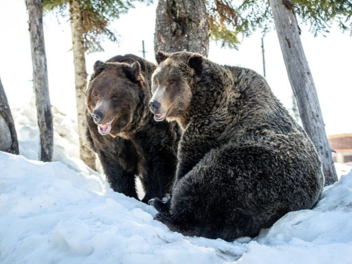 Grouse Mountain兩隻熊從冬眠中醒來