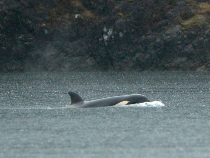 滯留溫哥華島西北部水域超過1個月的2歲大小殺人鯨今早自行游向海洋可望與家族殺人鯨魚群團聚