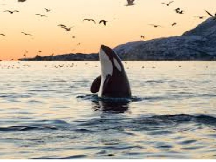 被困於在溫哥華島潟湖一個多月的年幼殺人鯨昨日成功逃出