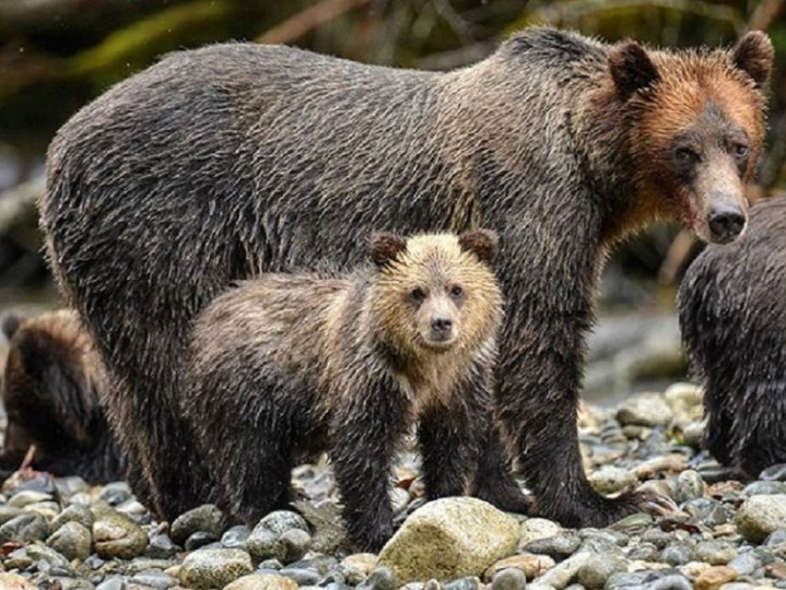 BC省一華裔男子非法捕殺灰熊 被判長期狩獵禁令及罰款1萬